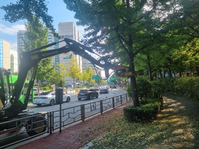 올해부터 진동수확기를 도입해 은행나무 열매 조기 제거한 양천구&nbsp;