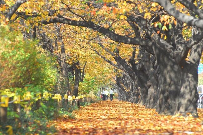 서울시가 가을의 정취를 즐길 수 있는 ‘서울 단풍길 96선’을 선정했다. 사진은 영등포구 윤중로 단풍