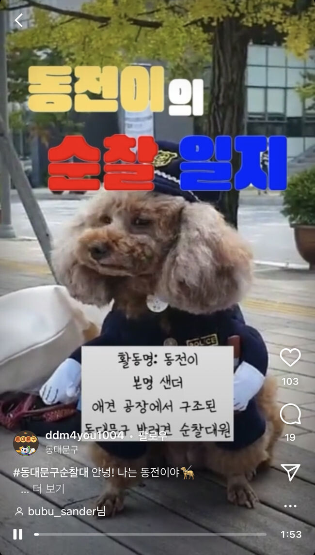 인스타그램에 게시된 동전이의 순찰 일지