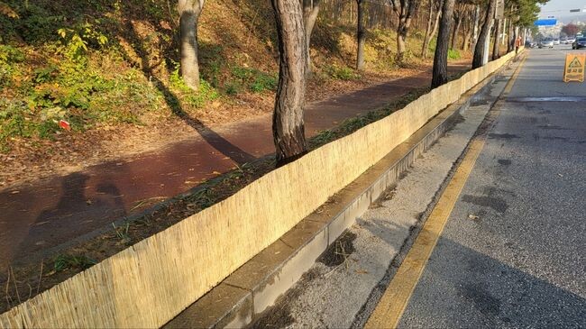 가로수 제설제 차단막을 설치한 띠녹지.&nbsp;