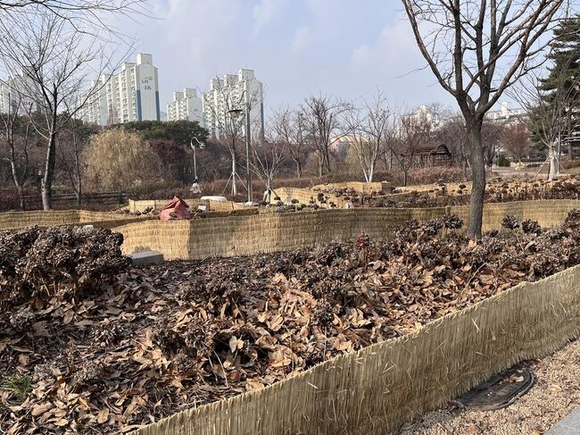 영통구, 생활폐기물 낙엽 천연 멀칭재로 재활용