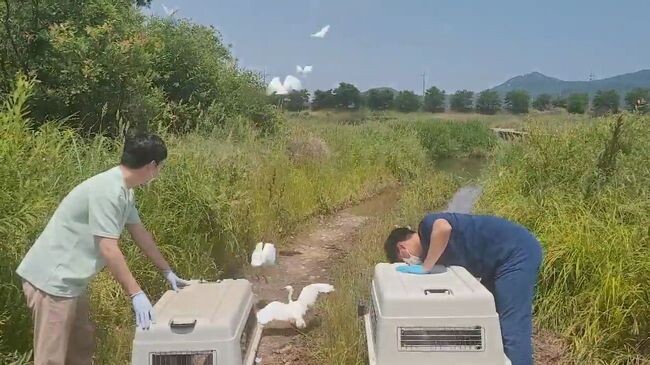 지난 5월 도심권 큰 나무치기 등 수목정비로 둥지를 잃은 어린 쇠백로 62마리가 센터 직원들의 돌봄에 의해 건강하게 성장, 적기에 자연 품으로 돌려보내졌다.