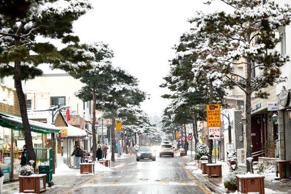 수원시,가로수길 사계절 풍경사진으로 남겼다 