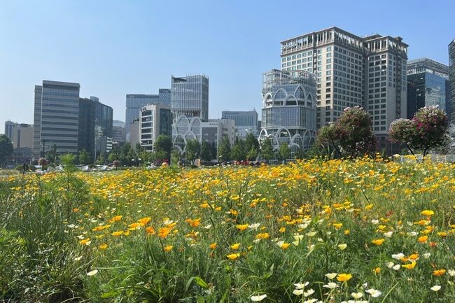 열린송현녹지광장 꽃단지 풍경