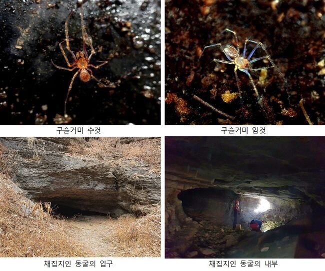 환경부 소속 국립생물자원관은 최근 '동굴성 거미류'의 생물다양성 연구를 통해 일생을 동굴에서 서식하여 눈이 퇴화하여 없어진 동굴성 거미 신종 1종을 발견했다고 밝혔다.