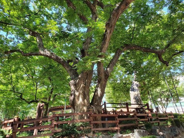 인천시, 보호수 116주 생육&middot;안전 진단해 체계적 관리&nbsp;