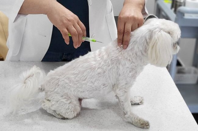 동물등록(내장형 칩 시술) 장면