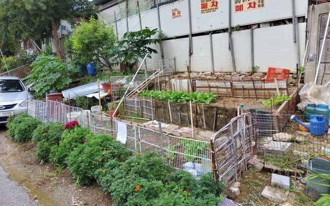 용인특례시가 불법경작 등으로 몸살을 앓던 신갈동 일원을 주차장으로 조성한다. 불법 경작 중인 모습