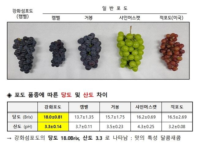 포도 품종별 당도 및 산도 실험 결과 