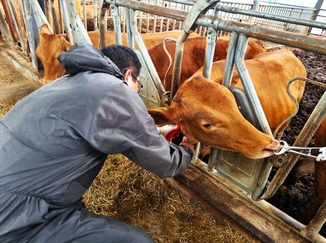 소 가축전염병 예방접종 사진