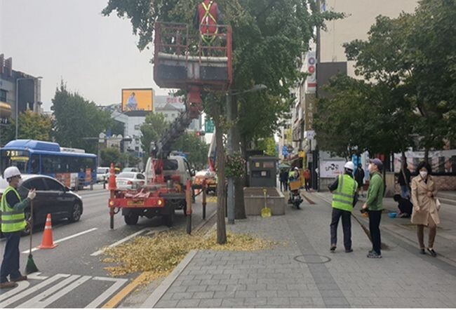 은행나무 열매 채취 중인 고소작업차 (사진=서울시 제공)