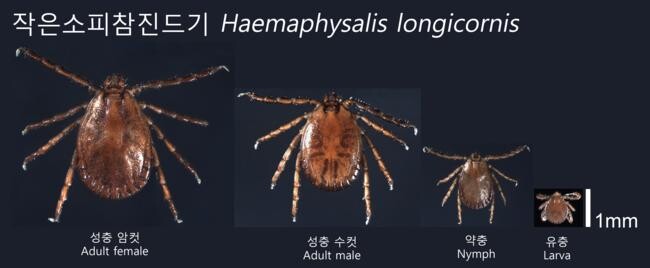 작은소피참진드기 성장 단계별 형태