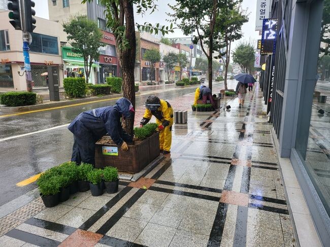 가을꽃 식재 사진&nbsp;