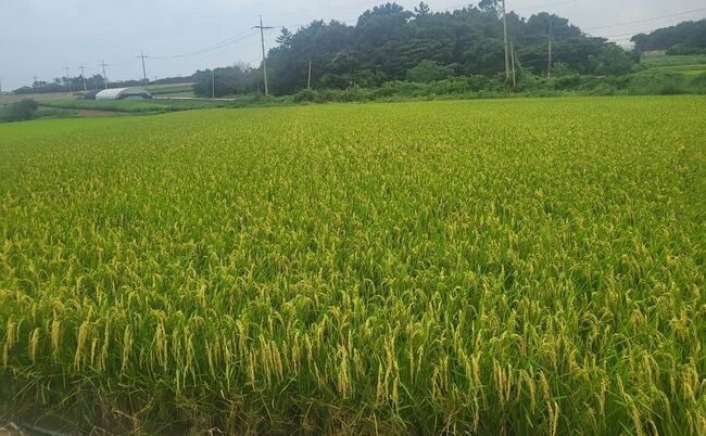 가루쌀 생산단지 수확- 해남 황산면 연당리