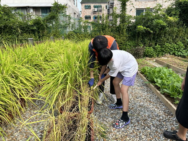 9월 19일 영남초 학생들이 벼 베기 체험을 하고 있다