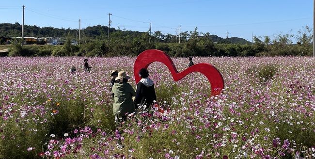 나주 반남 고분군 일대에 조성된 2만평 규모 코스모스 꽃밭