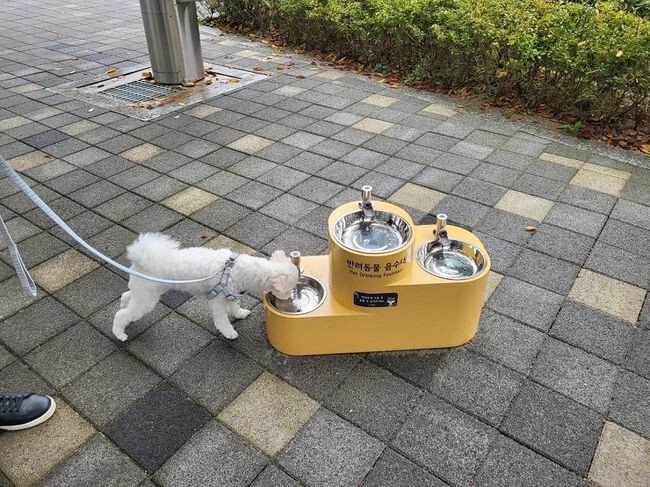 봉화산근린공원에 설치된 반려동물 음수대