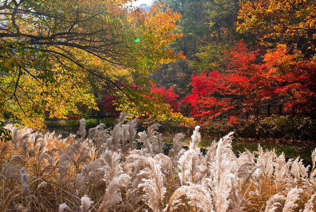 성주산 단풍 사진 