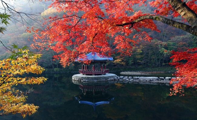 내장산 단풍 이번 주말 절정...다음주까지 이어질 듯