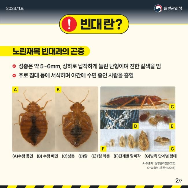 빈대 모양(질병관리청 홍보물)