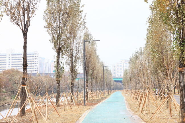 구로구가 도림천 둔치에 도시숲을 조성했다.