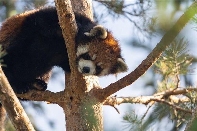 캐나다에서 온 수컷 레서판다(1살), 사진 제공: ‘Wilder Institute/Calgary Zoo’ 