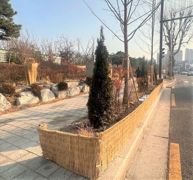 볏짚으로 만든 차단 가림막이 설치된 영등포로 띠녹지 