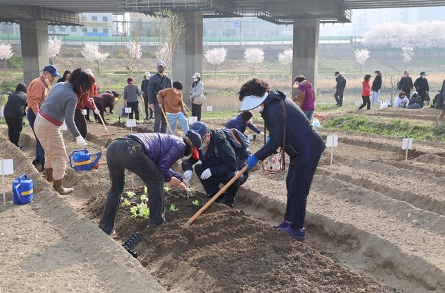 지난해 4월 안양천 도시농업체험장에서 주민들이 텃밭에 모종을 심고 있다