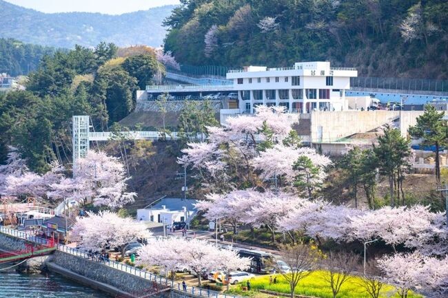 지난해 남해대교 개통 50주년을 맞아 개최된 '꽃피는 남해'가 올해는 더 풍성해진 프로그램으로 군민들과 관광객들을 맞이한다.