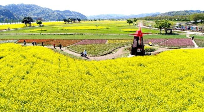 창녕군(군수 성낙인)은 창녕낙동강유채축제를 오는 4월 4일부터 개최한다고 밝혔다.