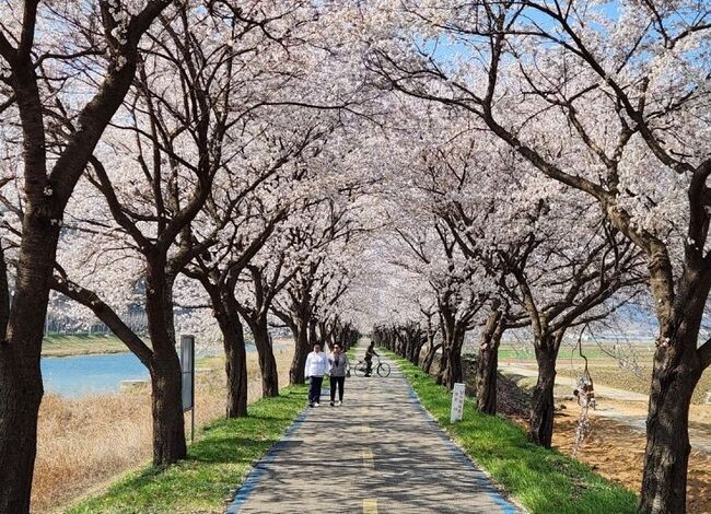 보은군은 '꽃따라, 길따라, 봄은 보은이어라' 주제로 보청천 벚꽃길을 테마로 하는 2024 보은 벚꽃길 축제가 오는 29일부터 31일까지 3일간 보은읍 보청천 벚꽃길 일원에서 펼쳐진다고 25일 밝혔다.