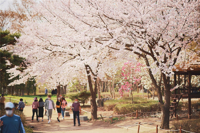 인천대공원 벚꽃 사진