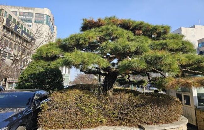 유성호텔 기증 기념식수 소나무 사진