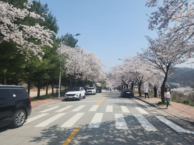 아산스파비스 일원 벚꽃 둘레길