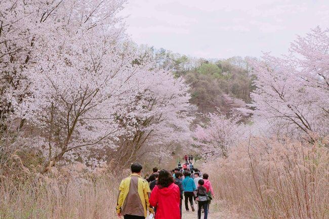 금산군 보곡산골 산벚꽃축제가 오는 <span lang="EN-US">13