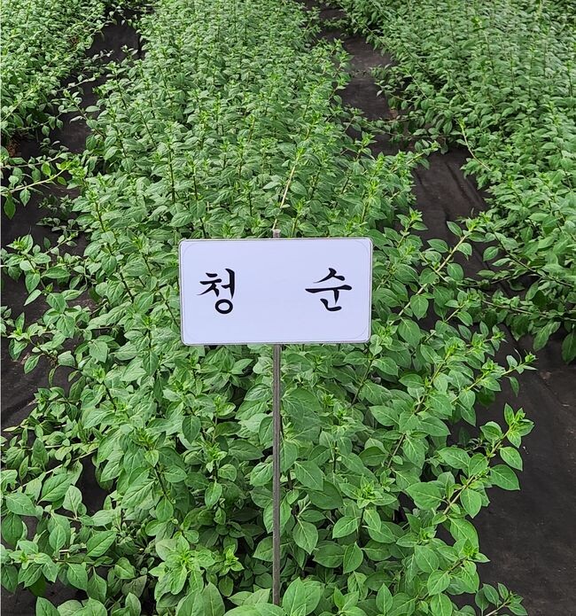 구기순 전용 품종 (청순)