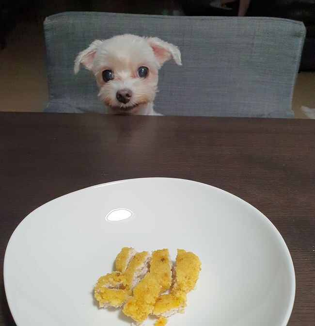 간식을 기다리고 있는 강아지 