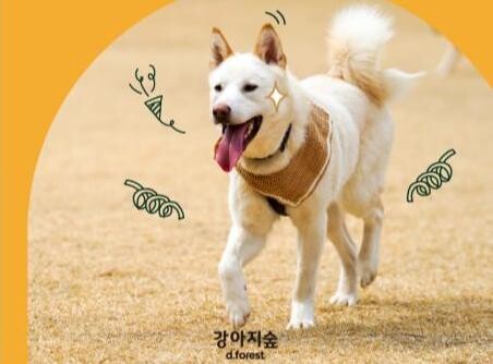 <span contenteditable="true">강아지숲 진돗개의 날 이벤트