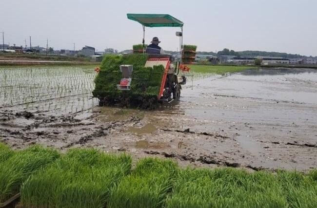 김포시, 풍년 기원 첫 모내기 실시