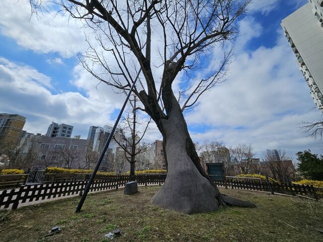 영등포의 유일한 보호수 당산 은행나무&nbsp;