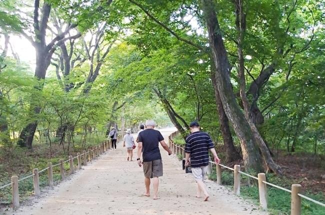 함양군, 상림숲 헬스투어 '향기롭게 걸어보세&sim;' 진행
