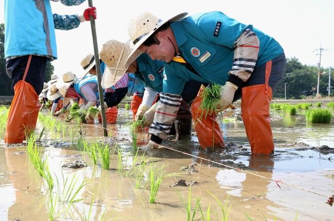 고흥군(군수 공영민)이 이달 14일 대서면 서호마을에서 주민 100여 명이 참석한 가운데 전통문화 계승을 위한 손 모내기를 실시해 눈길을 끌고 있다.
