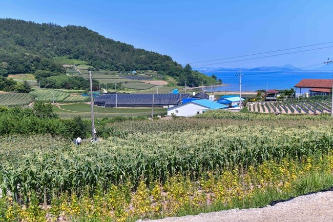 여수시 화양면 용주마을 옥수수