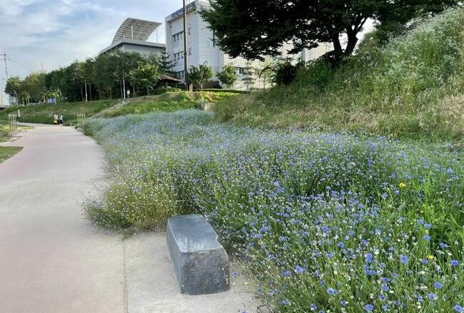 포천시 신읍꽃길 수레국화꽃 만발&hellip;포천천 블루웨이 조성사업 '순항'