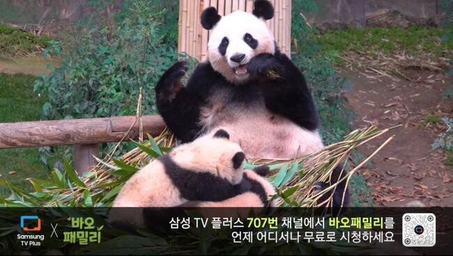 삼성 TV 플러스에 추가되는 &lsquo;바오패밀리&rsquo; 채널 이미지&nbsp;