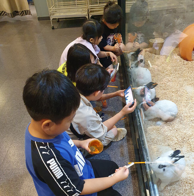 도봉구 드림스타트 아동들이 동물교감 프로그램 활동으로 토끼에게 먹이를 주고 있다.