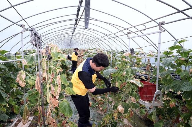 23일 오후 집중호우로 침수 피해를 입은 충남 부여군의 한 오이 농가를 찾은 행정안전부 직원 및 경찰 직장협의회 직원들이 수해복구 봉사활동을 하고 있다. 