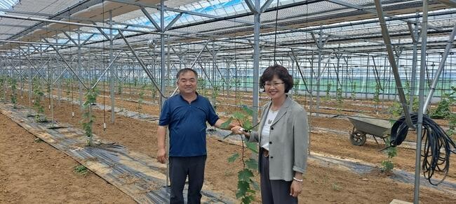 평택시, 포도 농가에 스마트 농업시설로 경쟁력 높이다