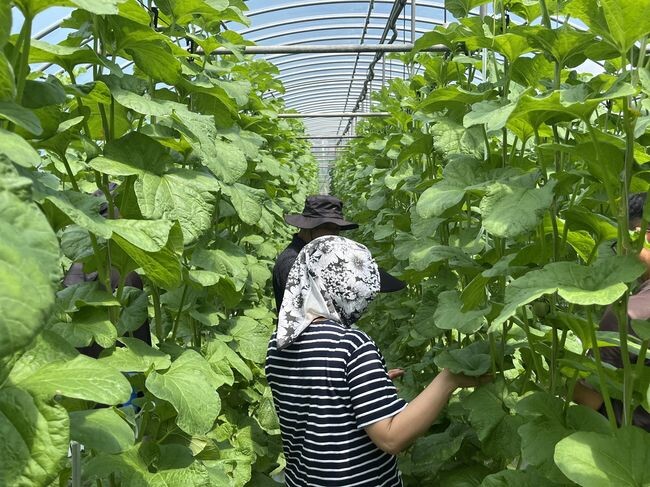 폭염피해 농업인 온열질환 주의&nbsp;