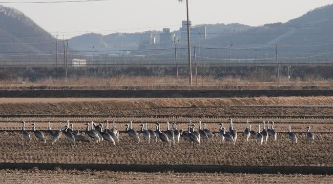 김포시, '2024년 법정보호종(재두루미 등) 생태계서비스지불제계약' 청약 신청 접수